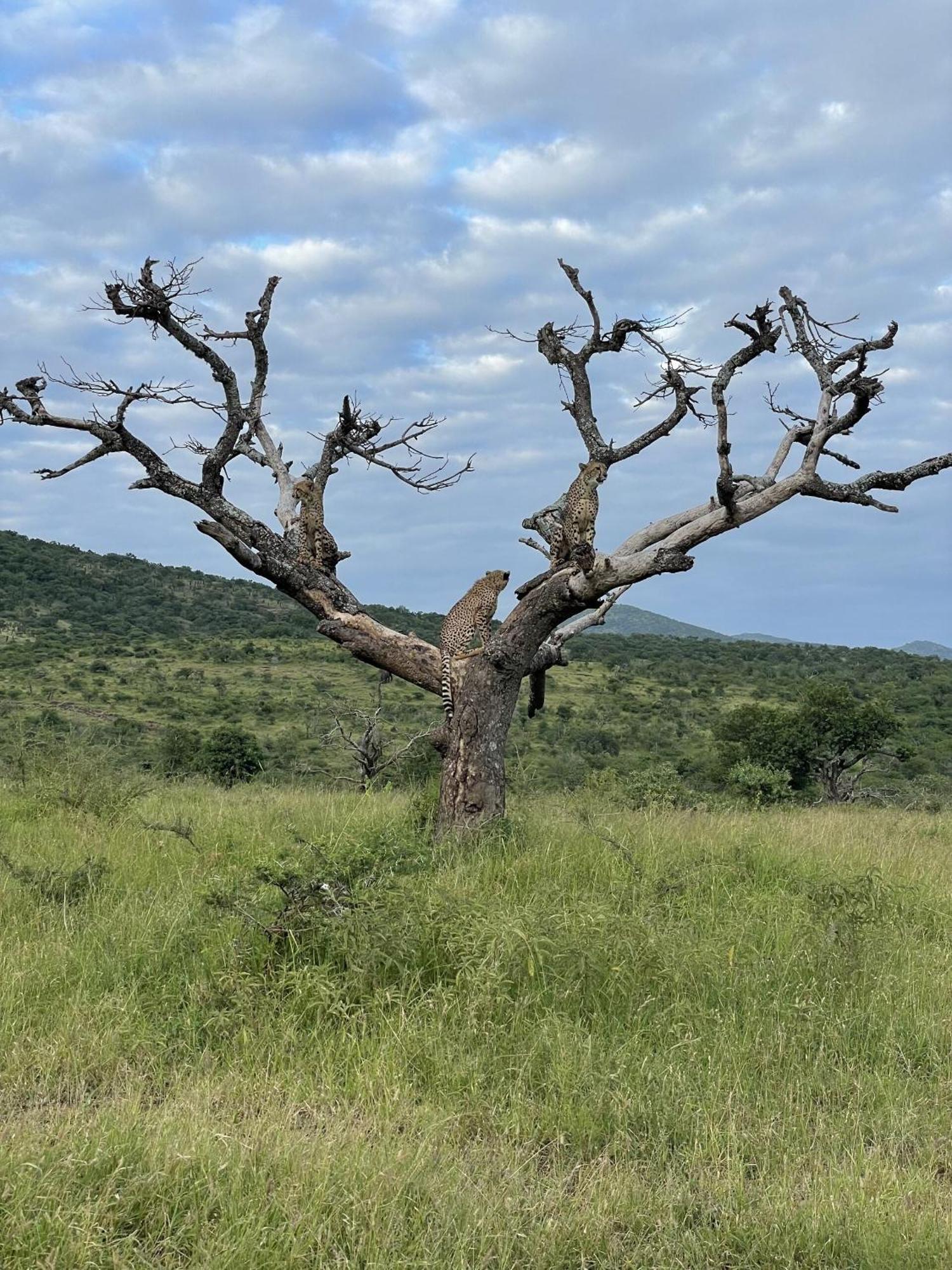 Rhino River Lodge Manyoni Private Game Reserve Esterno foto